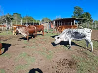 母牛, Nguni cattle — 照片 4