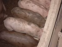 Sow, Pigs — photo 1