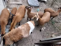 Carnero, Cameroon sheep — foto 2