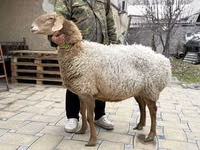 Oveja, Awassi sheep — foto 1