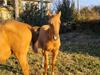 Pferde (Partie, Geschlecht nicht angegeben), Thoroughbred horse — Foto 1