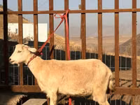 母山羊, Saanen goat — 照片 2
