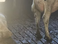 Cow, Holstein breed — photo 5