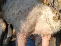 Cow, Alatau breed — photo 4