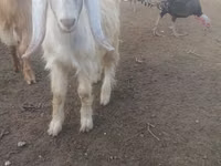 公山羊, Goats — 照片 1