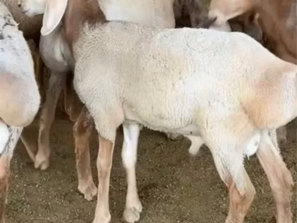 Widder, Arashan sheep