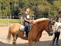Hengst, Haflinger — Foto 2