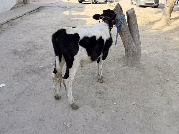 Bull, Russian Black pied cattle