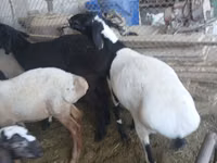 Widder, Rhon sheep — Foto 1
