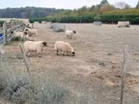 Carnero, Scottish Blackface sheep — foto 1