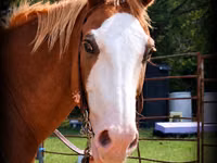 公马, American paint horse — 照片 2