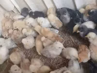 Chickens — Foto 1
