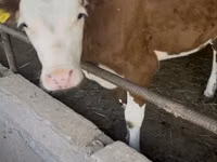 Toro, Simmental cattle — foto 3