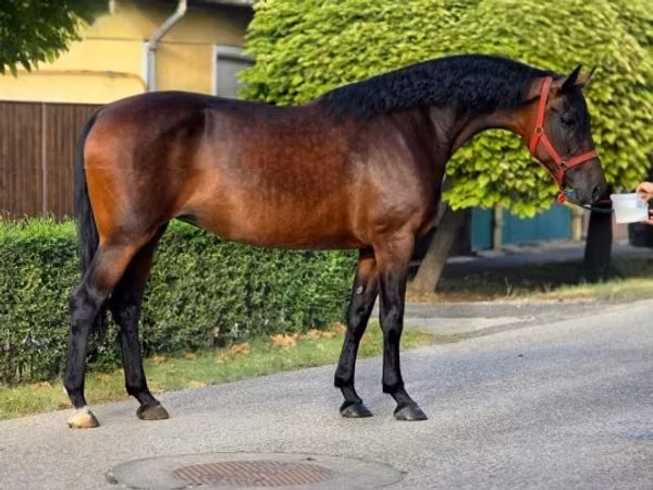 Yegua, Caballos