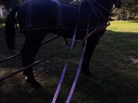 Horse (M), Horses — photo 4