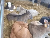 Bulle, Simmental cattle — Foto 4