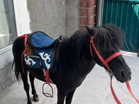 Horse (M), North Swedish horse — photo 1