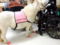 母马, Miniature horse — 照片 6