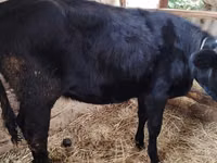 Kuh, Holstein-Rasse — Foto 1