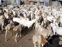 Goats (batch, sex not specified), Goats — photo 3