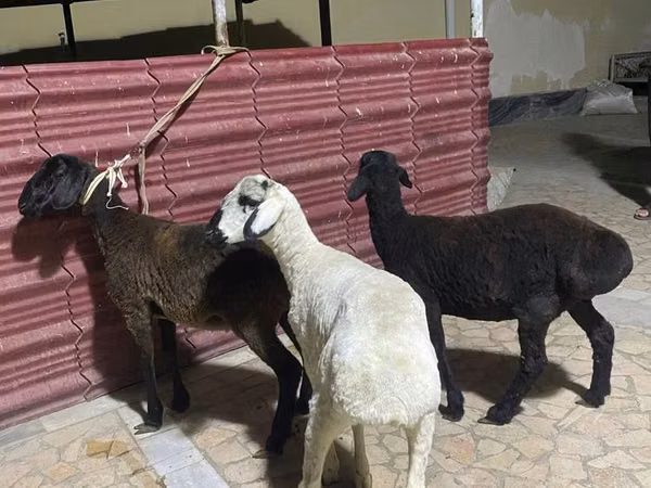 Sheep (batch, sex not specified), Sheep