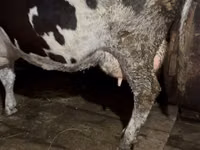 بقرة, Russian Black pied cattle — الصورة 6