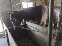 公马, Horses — 照片 3