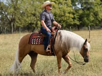 Hengst, Quarter Horse — Foto 8