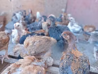 Chickens — फ़ोटो 8