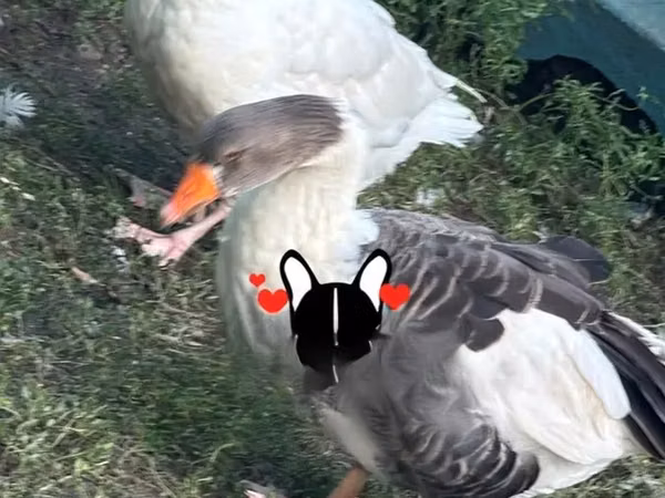 Geese