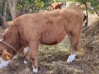Bull, Hungarian Grey breed — photo 1