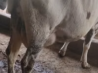 بقرة, أيرشير — الصورة 3