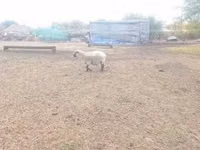 Ram, Shroshire sheep — photo 3