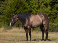Horse (M), Quarter Horse — photo 2
