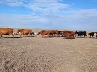 Vaca, Raza Kalmyk — foto 1
