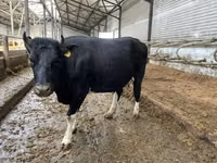 Cow, Russian Black pied cattle — photo 6