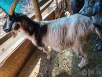 Goat, Goats — photo 4