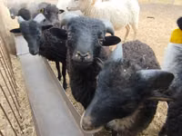 Ram, Ouessant sheep — photo 1