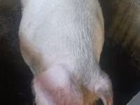 Boar — photo 1