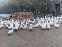 أمريكان بكين — الصورة 5