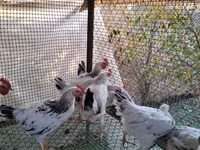 Chickens — الصورة 2