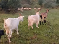 عنزة, الماعز — الصورة 2