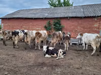 ثور, Russian Black pied cattle — الصورة 4