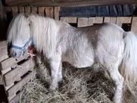 公马, Horses — 照片 2