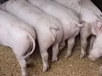 Sow, Pigs — photo 3