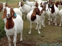Cabras (lote, sexo no especificado), Boer goat — foto 5