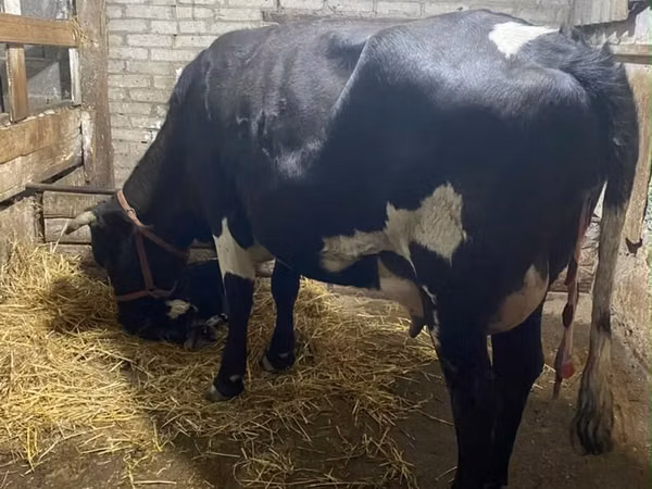 Cow, Holstein breed