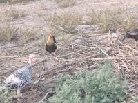 Chickens — 照片 5