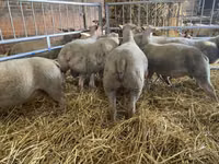 نعجة, Charollais sheep — الصورة 3
