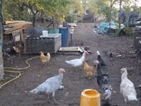Turkeys — Foto 3